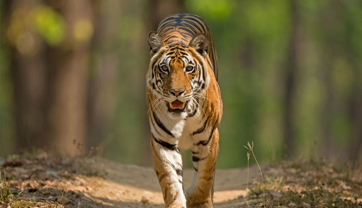 safari timings in pench