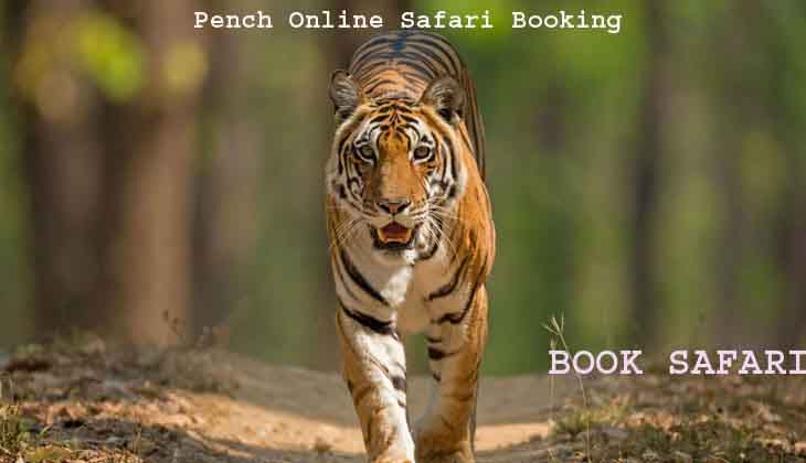 pench safari booking